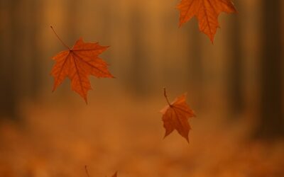 Abbracciare l’autunno con lo yoga: trasformazione, introspezione e nuovi inizi